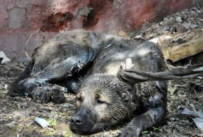 Batman Recepler köyü mevkiinde petrol atık havuzuna düşen iki köpeği