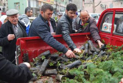 Ormancılardan vatandaşa ücretsiz fidan