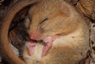 Beyin ‘cinsiyeti’ değiştirilen fareden inanılmaz davranış