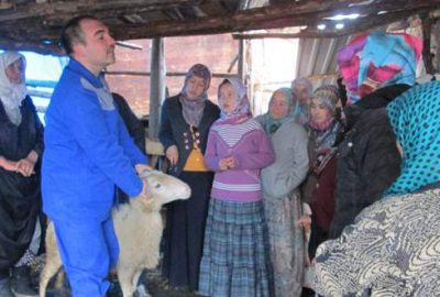 Sürü yönetimini  öğrenecekler