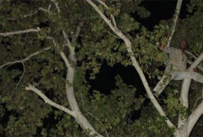 Tepki için çıktığı ağaçtan düştü!