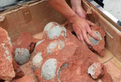 Onlarca dinozor yumurtası bulundu