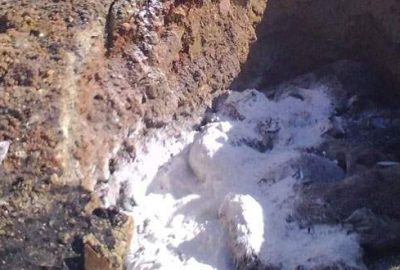 84 köpek için 184 bin TL ceza