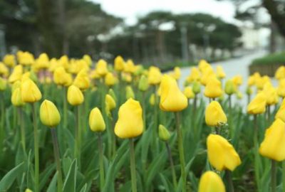 Bursa’ya bahar geldi