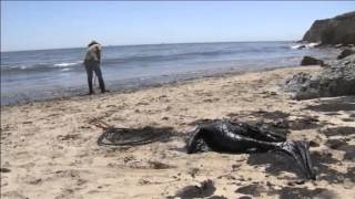 ABD’nin California eyaletinde “acil durum”