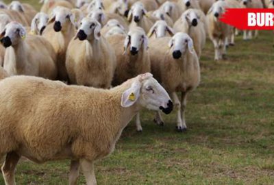Köpeğini zehirleyip, 60 tane koyunu çaldılar!