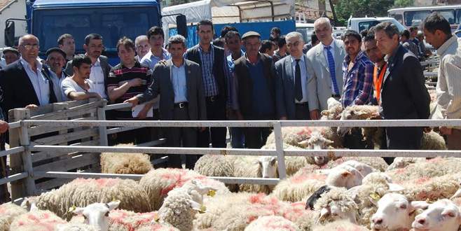 Bursa’da çiftçilere ücretsiz koyun dağıtıldı
