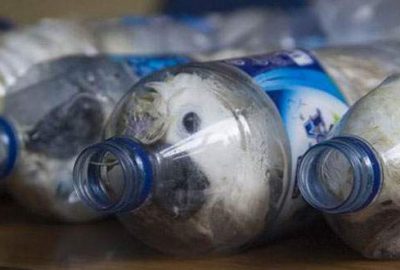 Böyle eziyet görülmedi! Papağan kaçakçılığı son anda önlendi