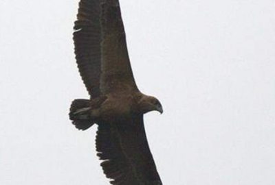 Türkiye’de ilk defa görüntülendi