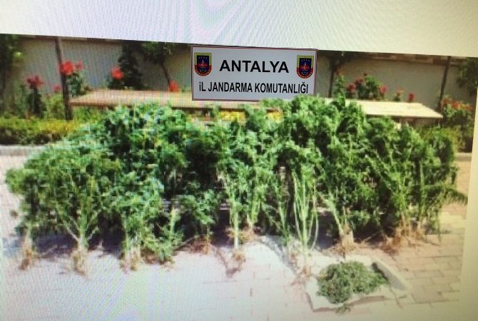 Antalya’nın Manavgat İlçe Jandarma Komutanlığı ekiplerince bir seraya yapılan baskında,