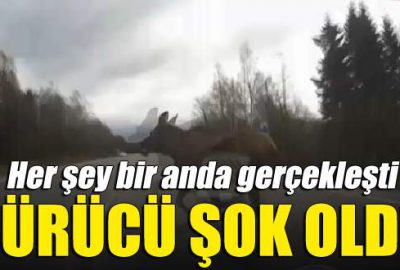 Otomobil dev geyiğe böyle çarptı