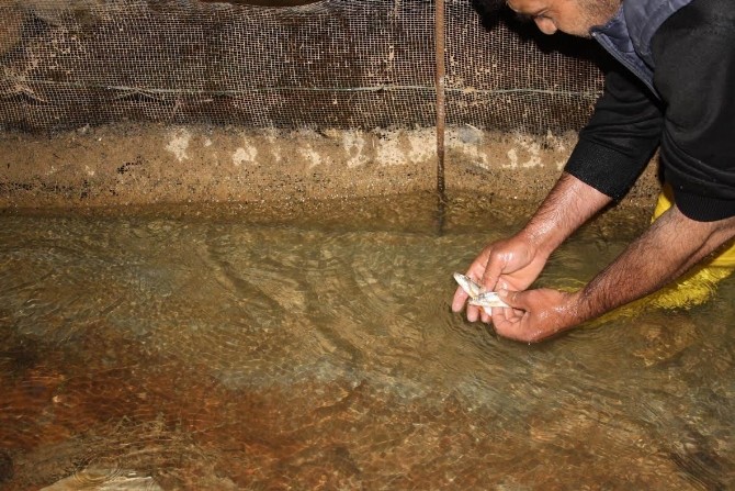 Tahliye Kanalındaki Yavru Balıklar Gölet Sularıyla Buluşturuldu