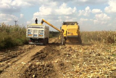 Söke Ovası’nda 2015 Yılı Biçim Ücretleri Belli Oldu