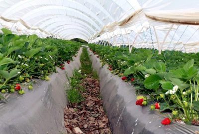 Aydın’dan 882 Bin 293 Kilo Çilek İhraç Edildi