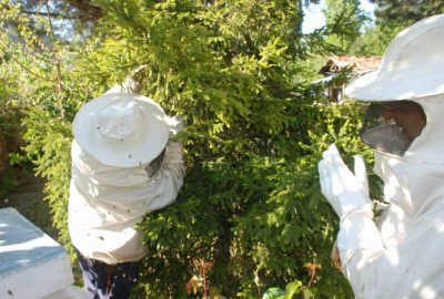 Kovandan Firar Eden Arılar Yakalandı