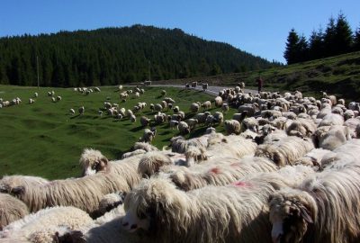 Yaylalara Göç Zamanı