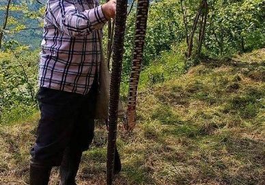 Ordu’da 3 Metrelik Yılan