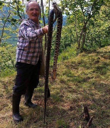 Ordu’da havaların ısınmasıyla birlikte ortaya çıkan yılanlar vatandaşları endişelendirirken, bir