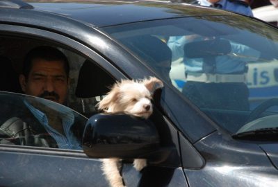 Süs Köpeğinin Otomobil Keyfi