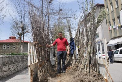 Muş’ta 6 Liraya Fidan Satışları Başladı