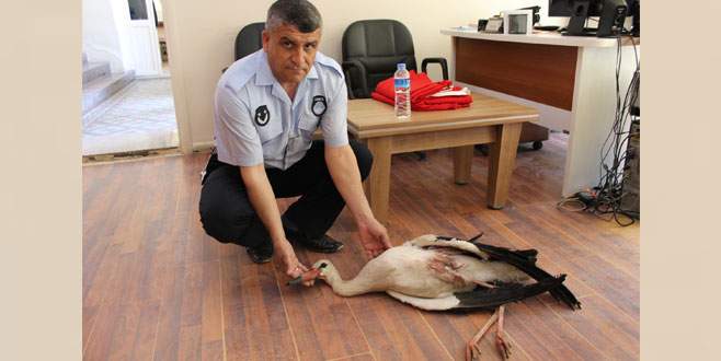 Bursa’da yaralı leyleğin imdadına belediye ekipleri yetişti