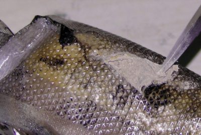 Edirne’de Uyuşturucu Tacirlerine Büyük Darbe