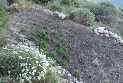 Datça Jandarmasından Uyuşturucu Tacirlerine Suçüstü