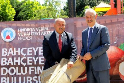 Fındıkta TEK Dal Sistemli Bahçelerin Yaygınlaşması İçin Çalışılıyor