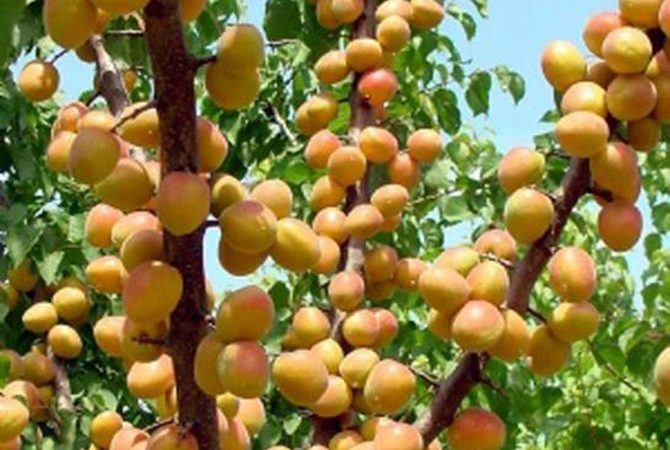 Mersin’in Mut ilçesinde bu yıl gerçekleştirilmesi hedeflenen 35 bin ton
