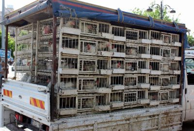 Dar Gelirli Vatandaş Canlı Tavuğa Rağbet Gösteriyor