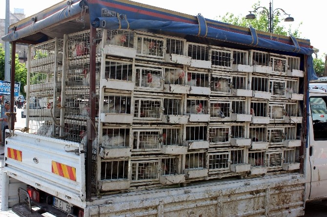 Dar Gelirli Vatandaş Canlı Tavuğa Rağbet Gösteriyor