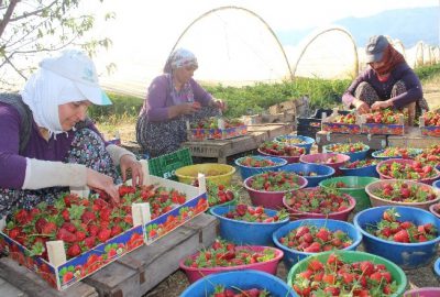 Aydın’da Çilek Bereketi