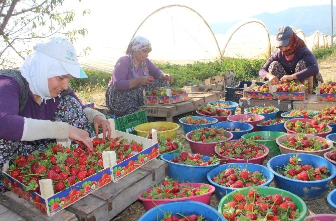 Aydın’da Çilek Bereketi