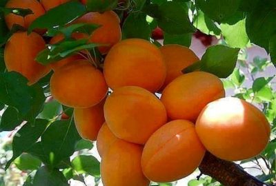 Mut Kayısı Kültür Ve Sanat Festivali’ne Hazır