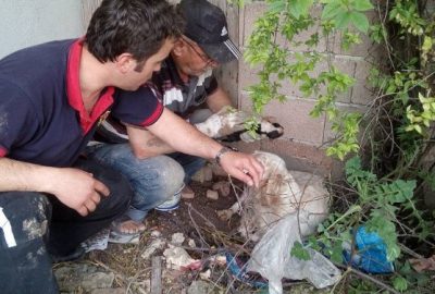 İtfaiye Ekipleri Sondaj Kuyusuna Düşen Yavru Köpekleri Kurtardı