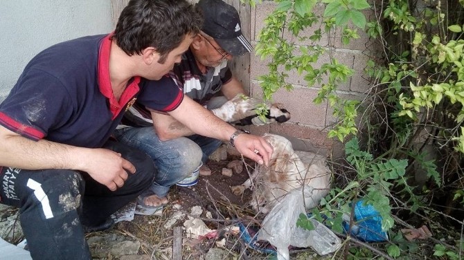 İtfaiye Ekipleri Sondaj Kuyusuna Düşen Yavru Köpekleri Kurtardı