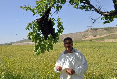 Arılar Oğul Kaldırıyor