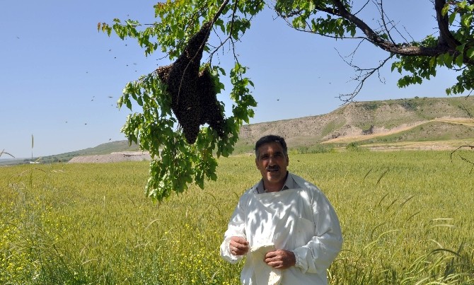 Arılar Oğul Kaldırıyor