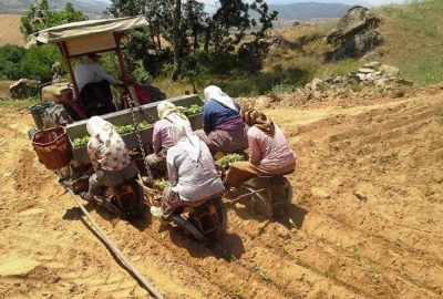 Sarıgöl’de Tütün Dikimleri Sürüyor