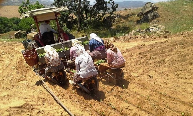 Sarıgöl’de Tütün Dikimleri Sürüyor