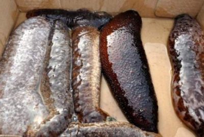 Yakalanmasalar yurtdışına satacaklardı