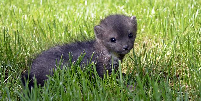 Cami avlusunda yavru sansar bulundu