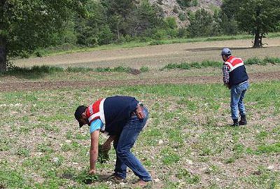 1,5 milyon kök Hint keneviri bulundu
