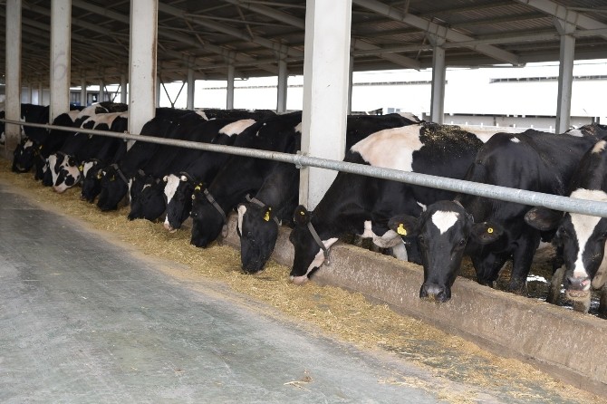 Arazi Islahında Kayseri Şeker’den Erciyes Üniversitesi İle Ortak Proje Arazi Islahında Kayseri Şeker’den Erciyes Üniversitesi İle Ortak Proje