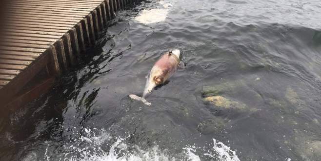 Sahilde yürüyen vatandaşlar görünce şaşkına döndü