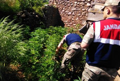 Kırıkhan Jandarmasından Hint Keneviri Ve Esrar Operasyonu