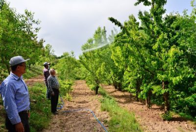 Kiraz Sineği İle Mücadele Kapsamında İlaçlama Başladı