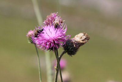 Anzer Balı’nın Bu Yıl Kilogram Fiyatı 850 TL