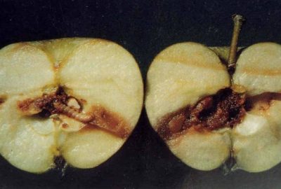 Meyve Üreticilerine Uyarı