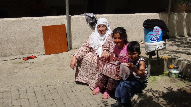 (Özel Haber) Muş’ta Dört Ayaklı Hindi Yavrusu Görenleri Şaşırtıyor